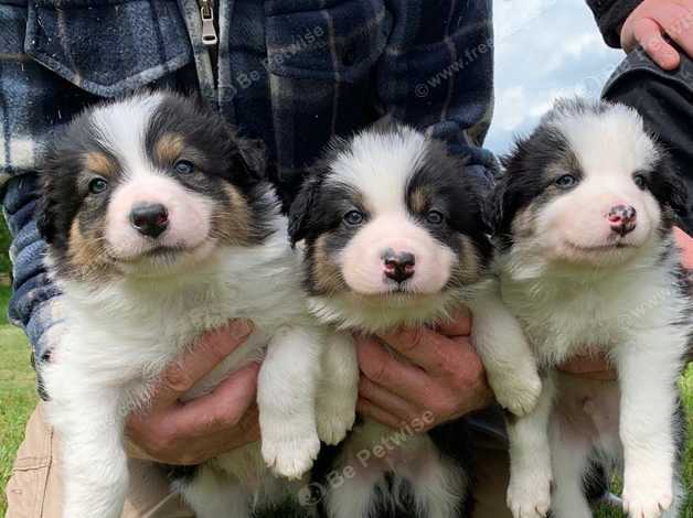 tri coloured border collie puppy