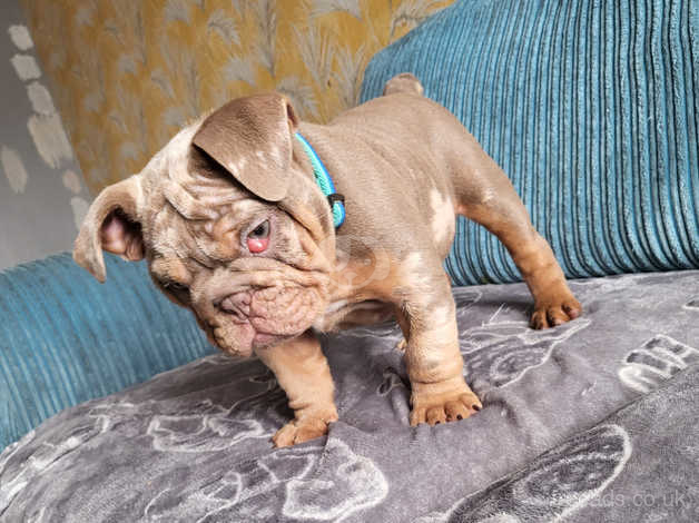 Lilac merle clearance english bulldog price