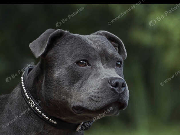 Jet store black staffy