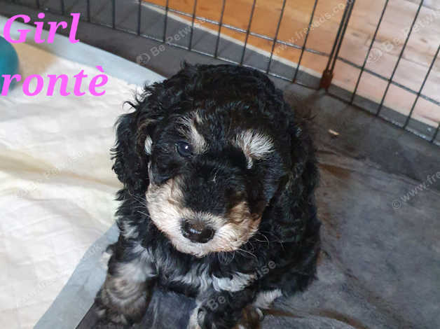 Phantom cockapoo hot sale puppies