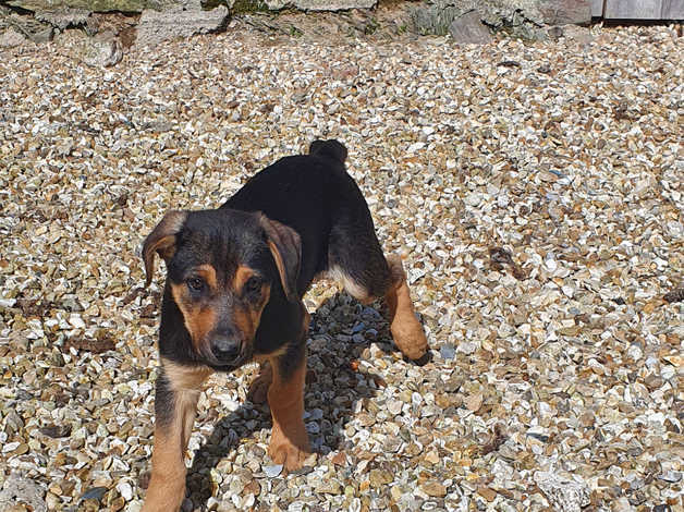 Huntaway puppy best sale for sale