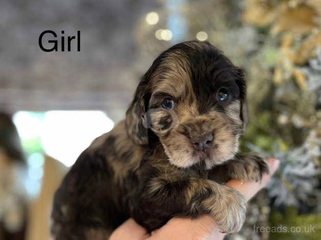 Merle cocker hot sale spaniel price