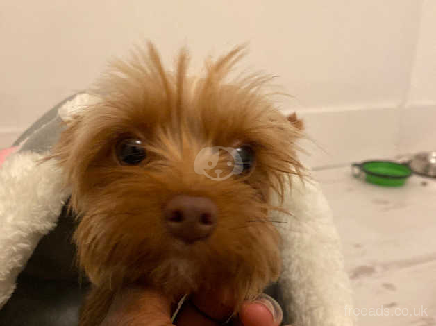 Chocolate female 2024 yorkie for sale