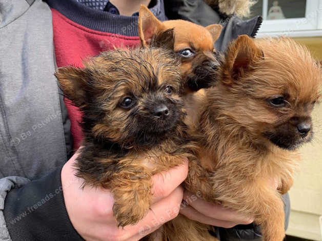 Yorkshire terrier cross chihuahua puppies hot sale for sale