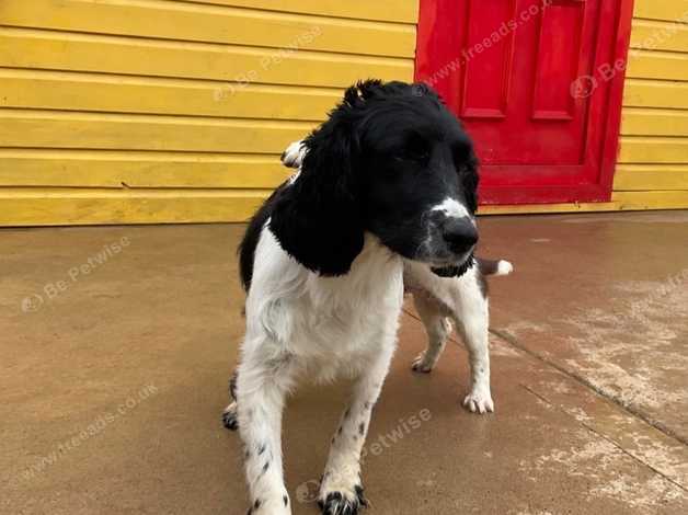 Female springer spaniel for hot sale sale