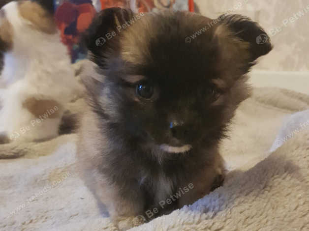 Long Haired Chihuahua For Sale In Ashford Tn26 On Freeads