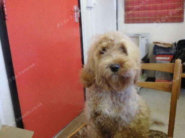 6 month hot sale old cockapoo