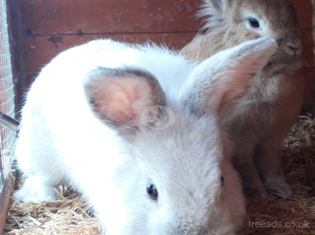 Beautiful Lionhead Rabbit In Rotherham On Freeads Classifieds