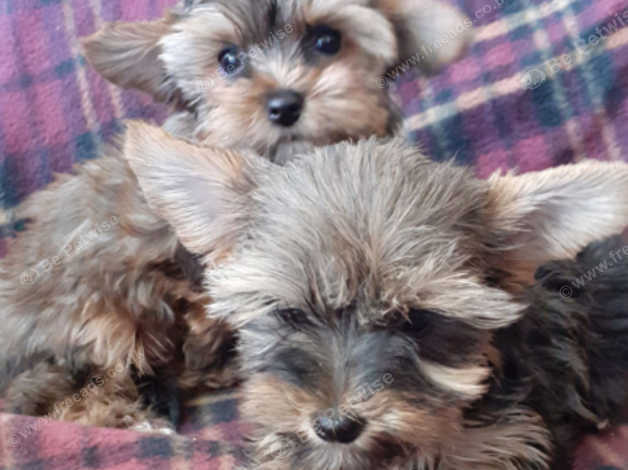 Sable store yorkie puppies