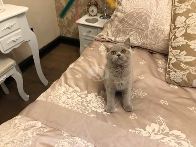 Beautiful Lilac British Shorthair Kittens For Sale In Stoke On