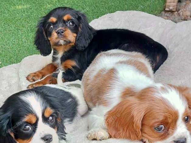 Freeads cavalier king sales charles