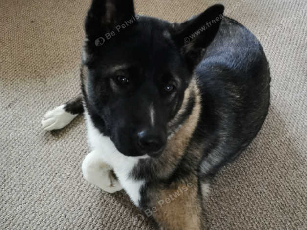 Beautiful 11 Month Old Female American Akita in Canterbury on Freeads