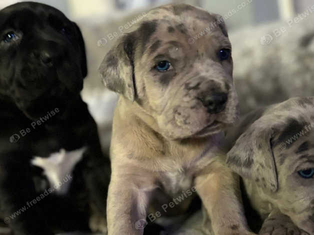 Merle cane corso for sale best sale