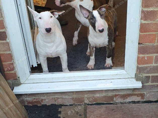 Absolute store bull terrier