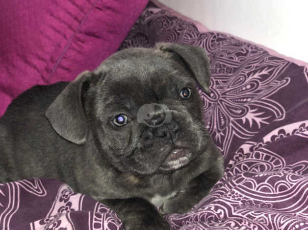 Pug staffy clearance cross puppies