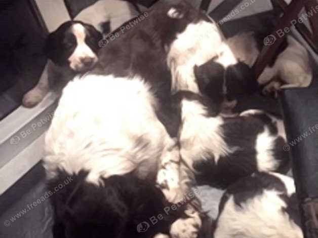 Badgercourt spaniels hot sale