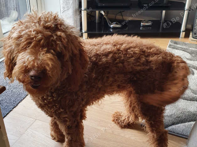 Labradoodle classifieds hot sale