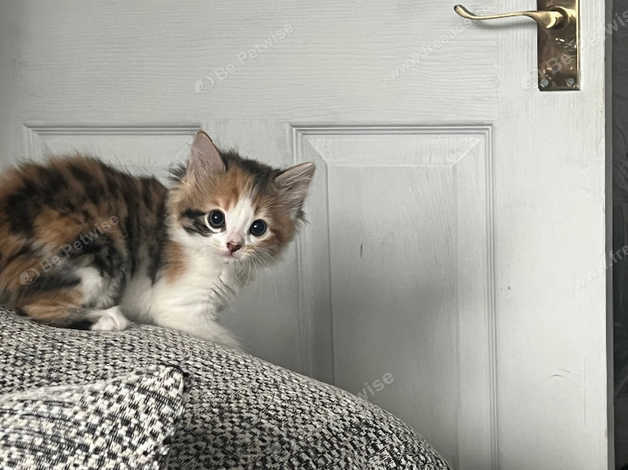 Long haired calico hot sale kitten for sale