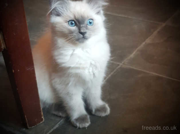 Blue colourpoint hot sale ragdoll kitten