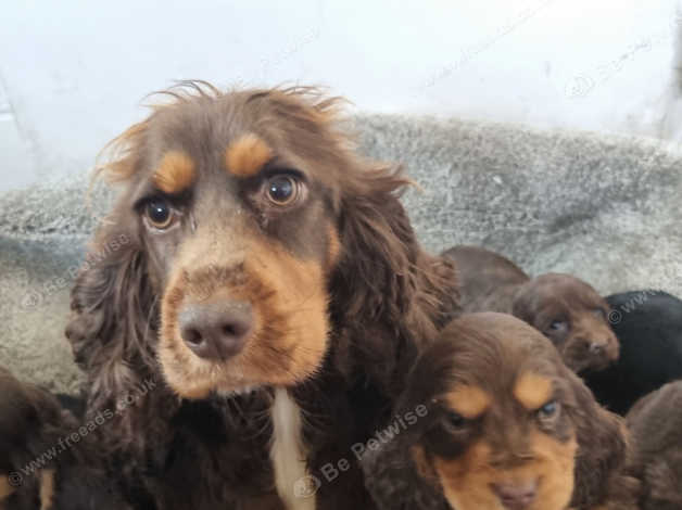 Chocolate and tan show best sale cocker spaniel