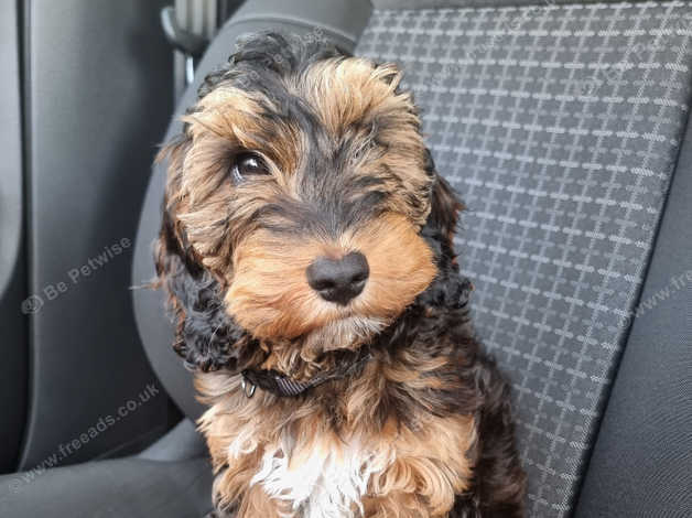 Tri store colored cockapoo