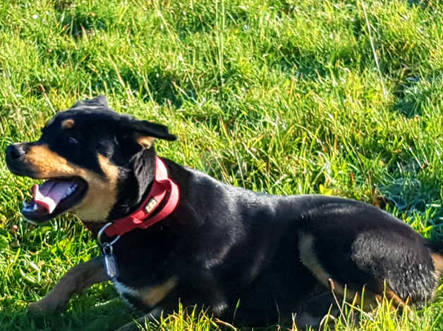 13month Old Rottweiler/husky Puppy in South Molton EX36 on Freeads