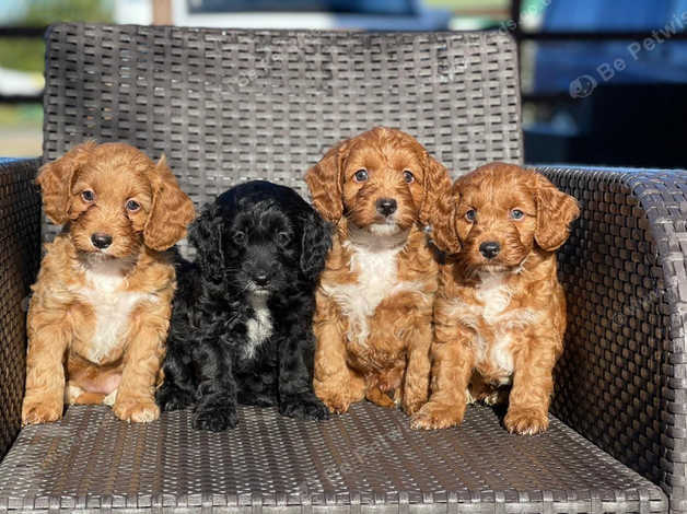 toy red cockapoo