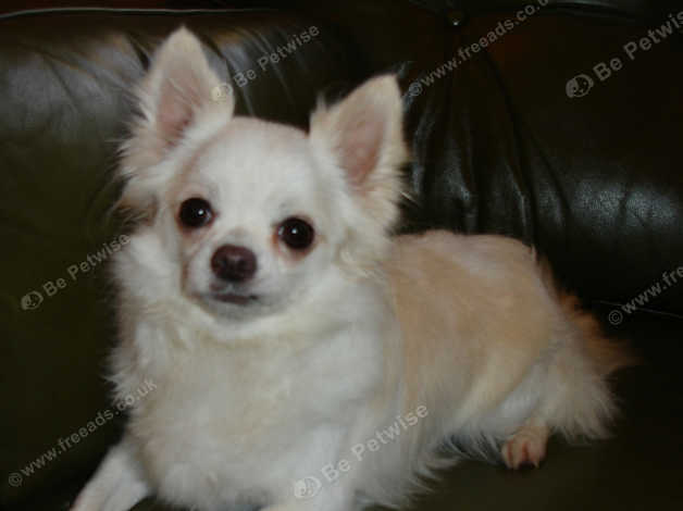 Gorgeous Cream White Longhaired Chihuahua Adult Girl In Skegness