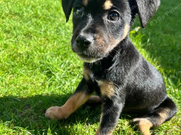 Patterjack puppies sale for sale