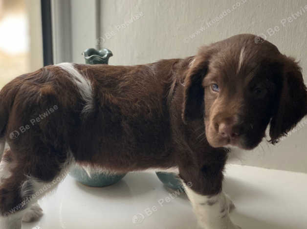 Badgercourt spaniels hot sale for sale