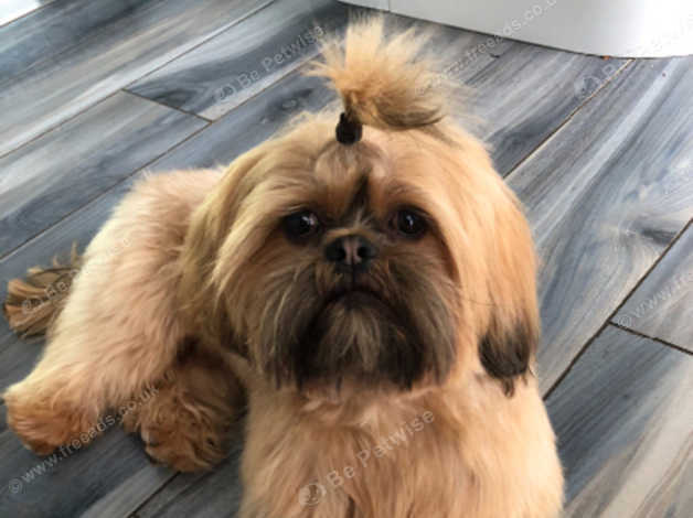 Chocolate orange best sale shih tzu