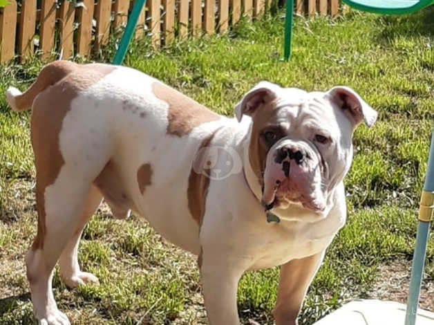 Old tyme bulldog free to store good home