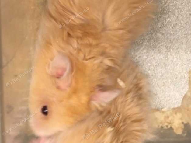 Rex syrian hamster for hot sale sale