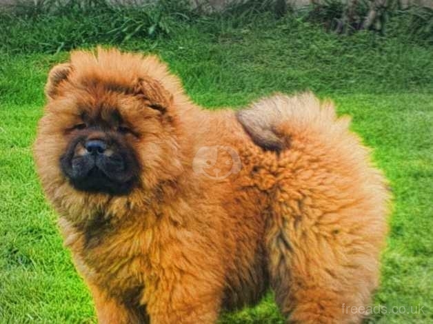 Pedigree hotsell chow chow