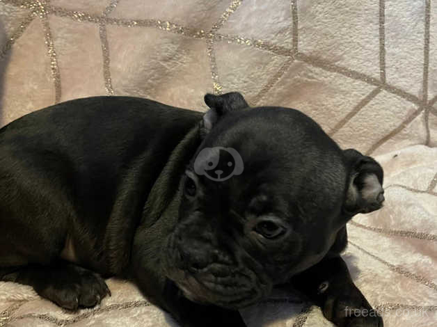 Frenchie sales cross staffy