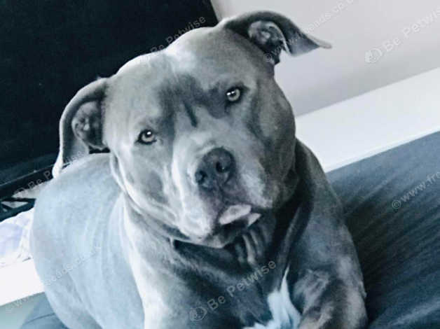 Blue Staffordshire Bull Terrier Available For Stud in Penarth on