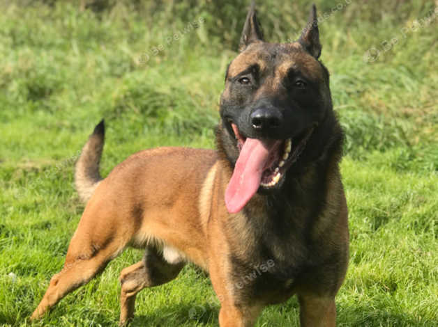 Knpv store belgian malinois