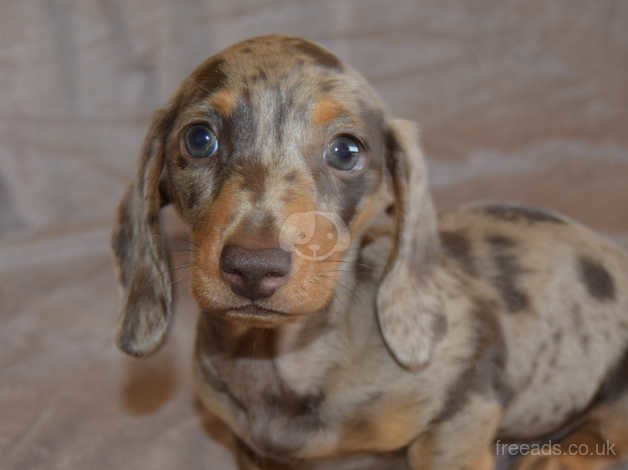 Chocolate dapple outlet miniature dachshund