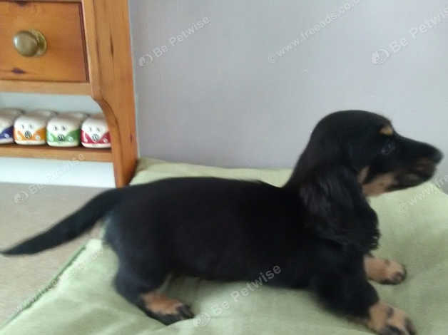 Dachshund Miniature Longhair Puppy In Newtownards Bt22 On Freeads