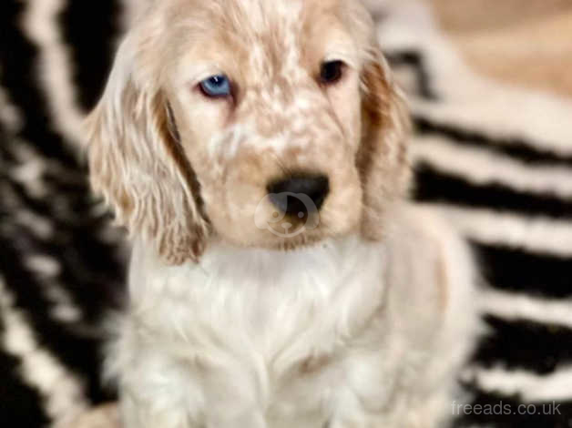 Lemon roan cocker spaniel puppies sales for sale