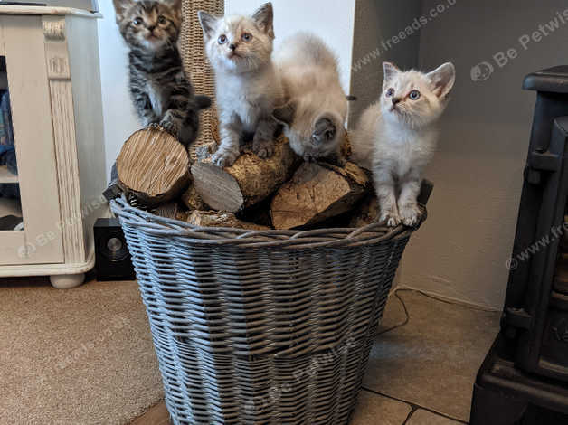 Birman store cross kittens