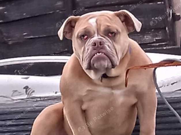 F1 olde hot sale english bulldogge