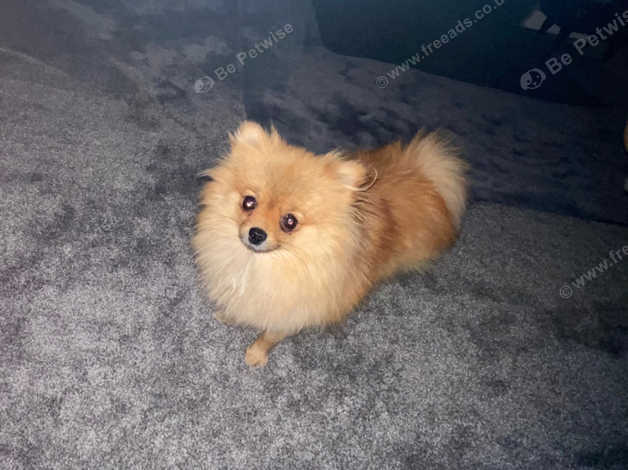 Pomeranian 2 best sale years old