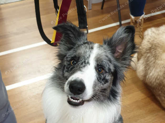 Long haired blue outlet merle border collie