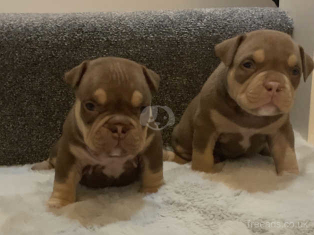 American Bully Puppies in Burton upon Trent on Freeads Classifieds