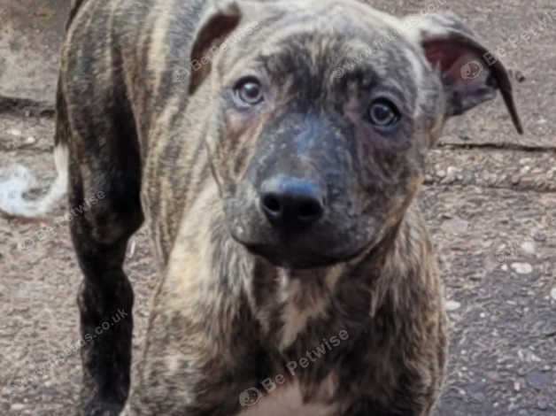 Bull store greyhound pups