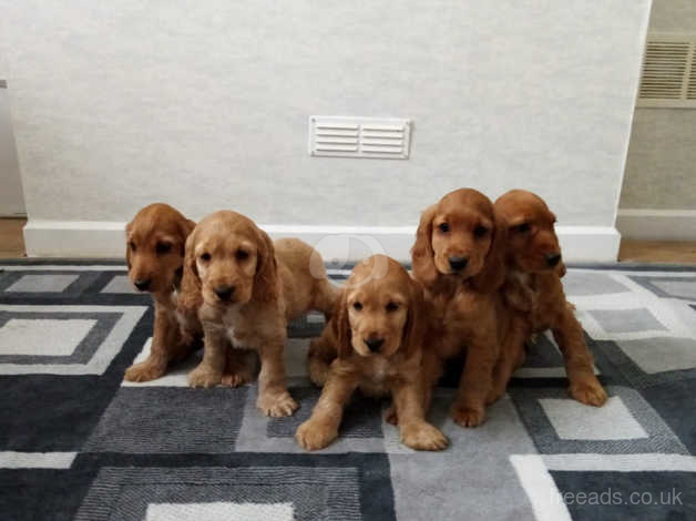 show cocker spaniel puppies for sale
