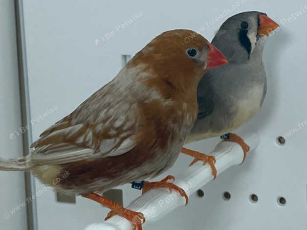 Beautiful Pair Of Orange Zebra Finches For Sale in Sheffield S2 on ...