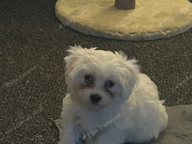 Male Maltese Puppy in Sheffield on Freeads Classifieds - Malteses ...