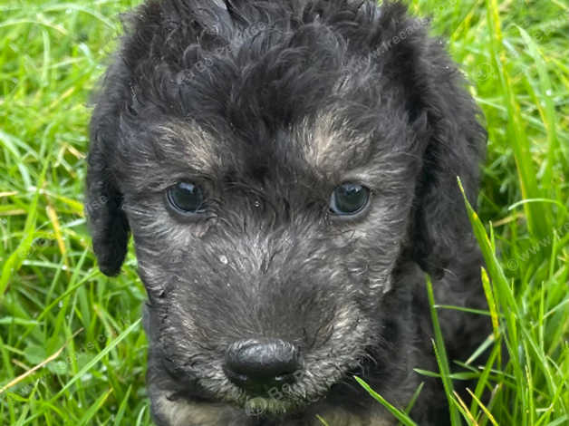 Bedlington terrier for hot sale sale near me